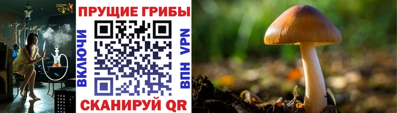 Псилоцибиновые грибы мухоморы  как найти   Калуга 