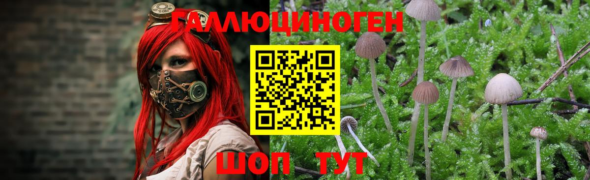 Галлюциногенные грибы Psilocybine cubensis Калуга
